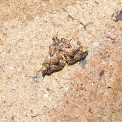 Scenedra decoratalis