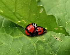 Cheilomenes sexmaculata