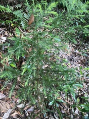 Callitris macleayana