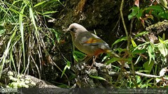 Trochalopteron elliotii