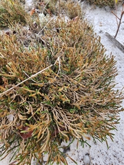 Selaginella arenicola