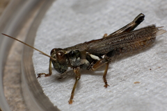 Melanoplus pictus