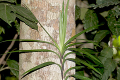 Freycinetia scandens