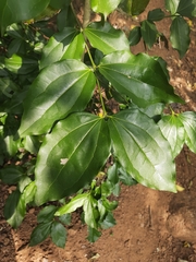 Strychnos nux-vomica