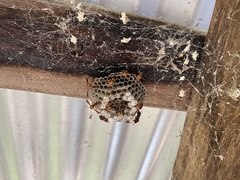 Polistes humilis humilis