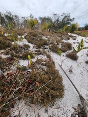 Selaginella arenicola