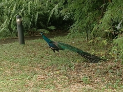 Pavo