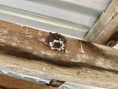 Polistes humilis humilis