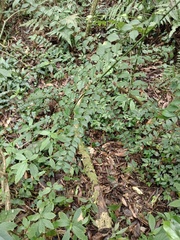 Zanthoxylum scandens