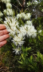 Melaleuca linariifolia