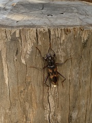 Phoracantha tricuspis