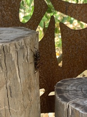 Phoracantha tricuspis