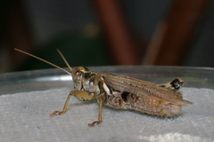 Melanoplus pictus
