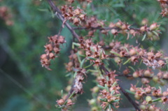 Kunzea ambigua