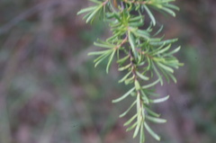 Kunzea ambigua