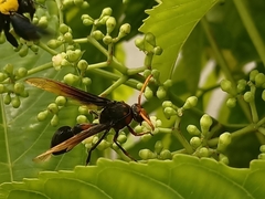 Delta pyriforme circinale