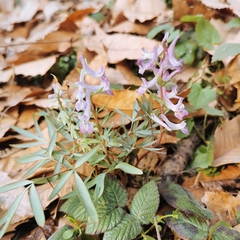 Corydalis yanhusuo