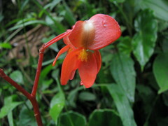 Begonia stenotepala