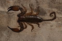 Hadogenes soutpansbergensis