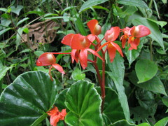 Begonia stenotepala