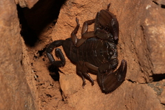 Hadogenes soutpansbergensis