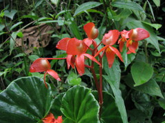 Begonia stenotepala