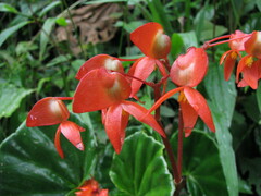 Begonia stenotepala