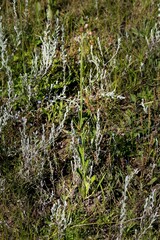 Erigeron primulifolius