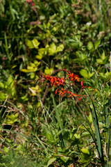 Crocosmia aurea