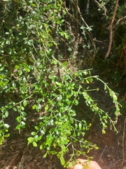 Everistia vacciniifolia