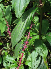Phytolacca rivinoides