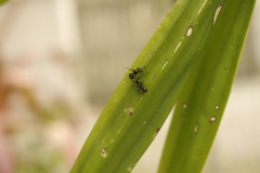 Polyrhachis australis