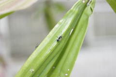 Polyrhachis australis