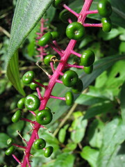 Phytolacca rivinoides