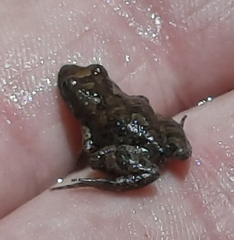 Crinia flindersensis