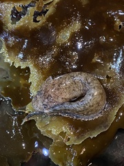 Liparis cyclopus