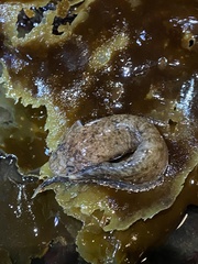 Liparis cyclopus