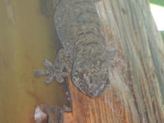 Ailuronyx seychellensis