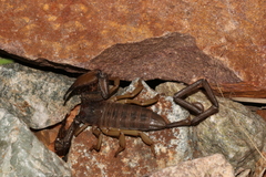 Hadogenes soutpansbergensis