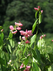 Cavendishia bracteata