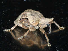 Oemethylus triangularis