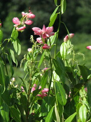 Cavendishia bracteata
