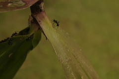 Polyrhachis australis