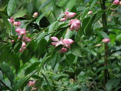 Cavendishia bracteata
