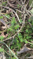 Galium aparine