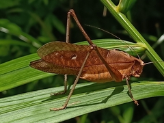 Mecopoda