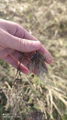 Carduus acanthoides