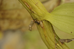 Polyrhachis australis