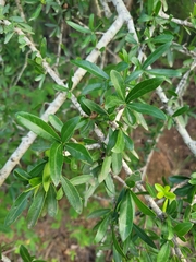 Elaeodendron transvaalense