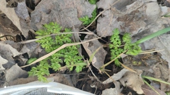 Anthriscus sylvestris